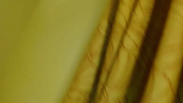 Snapshot of digbicku chatting on October 12, 2025, 5:17 am digbicku online show from October 12, 2025, 5:17 am