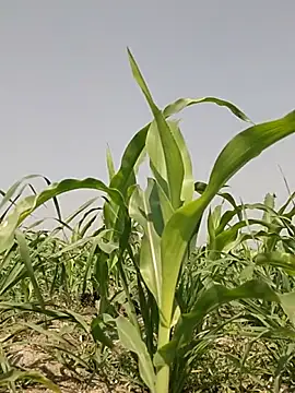 ThethunderPo online show from March 2, 2026, 7:37 am