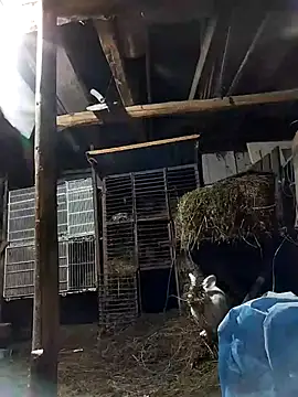 Snapshot of sarpe4 chatting on February 8, 2026, 6:44 pm sarpe4 online show from February 8, 2026, 6:44 pm