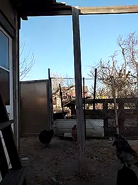 Snapshot of sarpe4 chatting on April 15, 2026, 3:41 pm sarpe4 online show from April 15, 2026, 3:41 pm