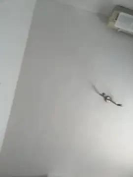 itsCassie online show from October 13, 2025, 1:00 pm