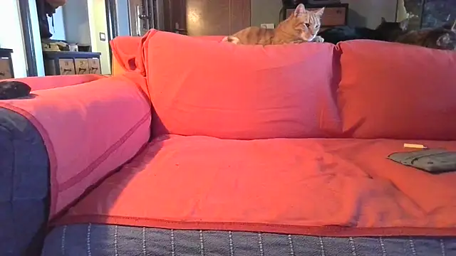 Snapshot of naked_bear chatting on February 5, 2025, 10:41 am naked bear online show from February 5, 2025, 10:41 am