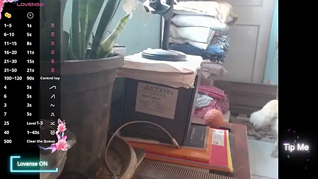 Star-Night online show from February 1, 2026, 4:11 am