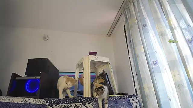 eolicasex online show from February 4, 2025, 3:26 pm