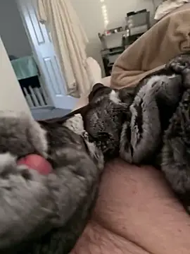 Furdale online show from February 17, 2026, 4:24 pm