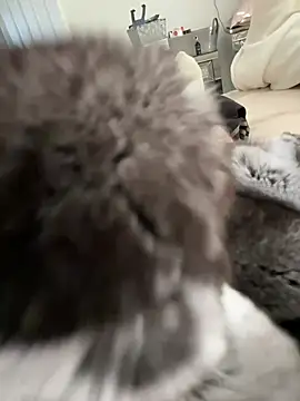 Furdale online show from March 3, 2026, 3:29 pm