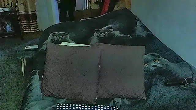 sex2 online show from September 20, 2025, 10:55 pm