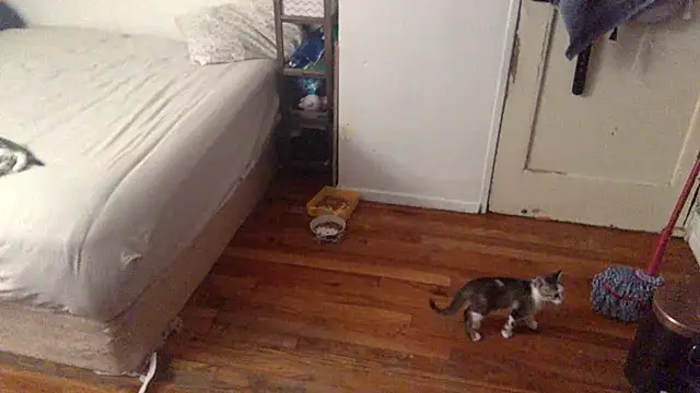 Snapshot of BIG-CkD_F chatting on September 8, 2025, 3:33 pm BIG-CkD F online show from September 8, 2025, 3:33 pm