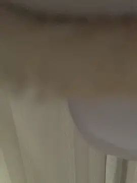 GHsveter online show from March 31, 2026, 10:37 am