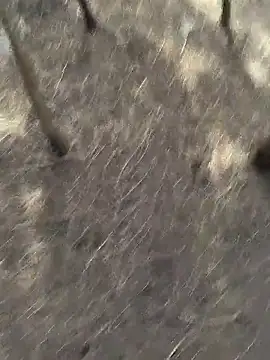 Gopal1243 online show from November 20, 2025, 6:13 am