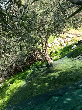 VictoriaMiami online show from November 15, 2025, 8:44 am