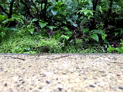 dk5888 online show from April 9, 2026, 9:53 pm