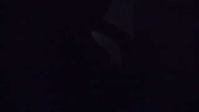 Snapshot of SouTarado69 chatting on March 21, 2025, 11:45 pm SouTarado69 online show from March 21, 2025, 11:45 pm